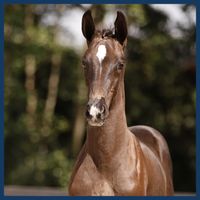 Treasure's Lightfeet