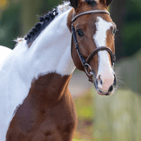 Uricas Vd Bisschop Z