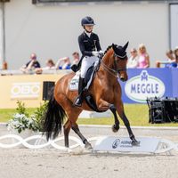 ZINQ First Vienna FH FRH