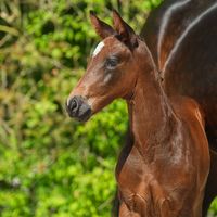 Flechtmerhof's Empire