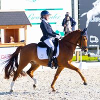 Steendieks Diamond de Dali