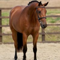 Toronto van 'T Hof Ter Dale