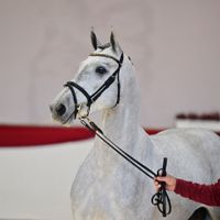 Hengst V. Vulkato - Levisto