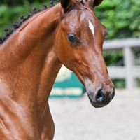 CA Plane Pour Moi van 'T Pardassenhof