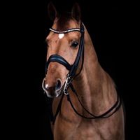 Woki's Wisdom Junior