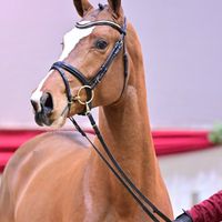 Bentley van de Heffinck / Livello