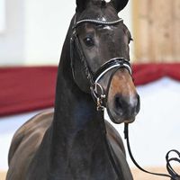 Hengst V. Cicero Z - Clinton