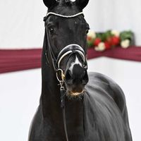 Hengst V. Secret - Vitalis