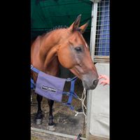 Chilli's Midnight Star