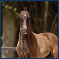 Toet van de Friese Grens