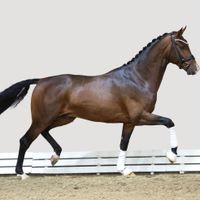 Hengst von In My Mind x Exclusiv/T.