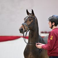 Hengst V. St. Athletique - Belstaff