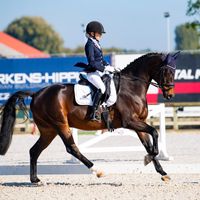 Nesa Stables Allegro V/h Trichelhof