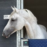 Take A Last Chance van de Braembeier - H