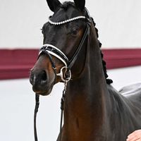 Hengst V. Vivaldon - Franklin