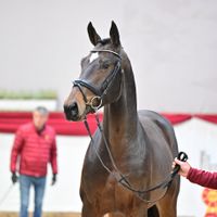 Hengst V. Kanbalou - Pessoa VDL