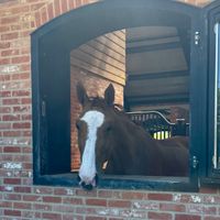 Pepita Van T Meulenhof BR