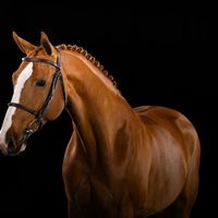 Emely van de Pluimert Z