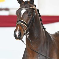 Hengst V. Benicio - Hotline