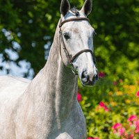 Nikita van de Driehoekhoeve