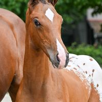 Joker V/D Nachtegaal Z