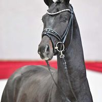 Hengst V. Taurus - Fürstenball