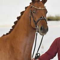 Hengst V. Vitalis - Desperados