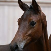 Skovholmgårds Aregon