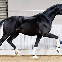 Hengst v. Opoque / Sir Donnerhall I