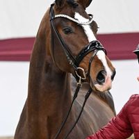 Hengst V. Glamourdale - Brisbane