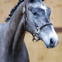 Pim vh Kraeyenboschhof Z