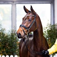 Eldorado van de Zeshoek / Stakkato