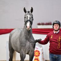 Hengst V. For Planet - Stakkato Gold