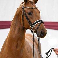 Hengst V. Dynamic Dream - Rheingau