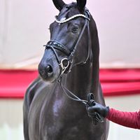 Hengst von Bonds X Likoto XX