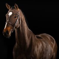 Sueno van 'T Schawijke