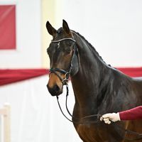 Hengst V. Kamino Real - Con Clyn