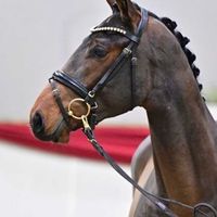 Hengst V. Verdi - Chacco-Blue