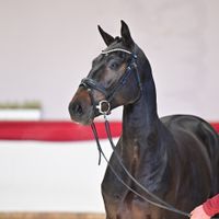 Hengst V. Highway M Tn - Diamant de Semilly