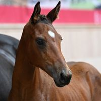 Kølvringens Make-Believe