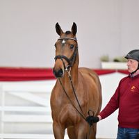 Hengst V. Chacfly Ps - Cornet Obolensky (Windows V.h.costersv.)