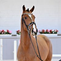 Hengst. V. Baggio - Continus Grannus