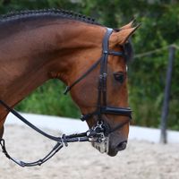 Cobalt Vd Bisschop Z