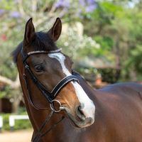 CLASS UNO DU FIGUIER