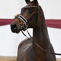 Hengst V. Fürst Zonik Ps - Borsalino - Breitling