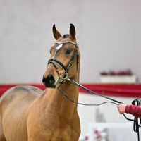 Hengst V. Don Vhp Z - Bubalu VDL