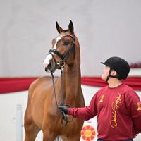 Hengst V. Conthargos - Diamant de Semilly