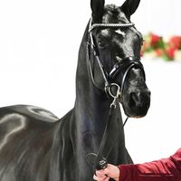 Dimaggio Black / Christ