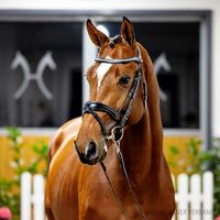 Hengst von For The Future / Quasimodo van de Molendreef