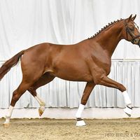 Hengst von von Und Zu/Dancier